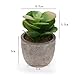 T4U Artificial Succulent Plants Potted, Mini Fake Succulent Plants in Pots for Home Office Wedding Decoration Pack of 6