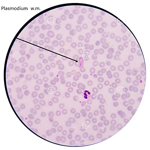 2 Prepared+Microscope+Education+Specimens+DIY+SCIENCE