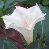 DATURA INOXIA white devil's trumpet 50 seeds