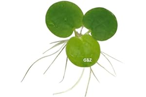 G’Z 12 Amazon Frogbit (Limnobium Laevigatum), Live Aquarium/Aquatic Floating Plant by G&Z
