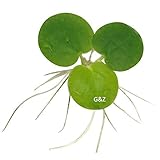 12 Amazon Frogbit (Limnobium Laevigatum), Live Aquarium /Aquatic Floating Plant by G&Z