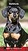Dachshunds 2020 3.5 x 6.5 Inch Two Year Monthly Pocket Planner, Animals Dog Breeds by 