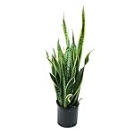 Sansevieria Laurentii in Pot