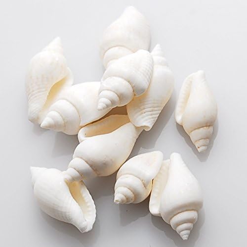 Shell parts [small snail white 5.g UV resin resin accessories small clamshell shell parts accessories parts powder trading