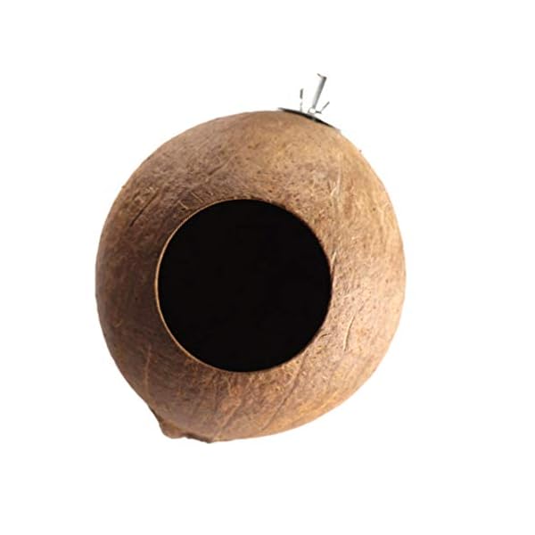 Balacoo Nido di Uccello Domestico Delicato Ciondolo Conchiglia di Cocco Naturale Nido di Uccello Artigianato Nido…