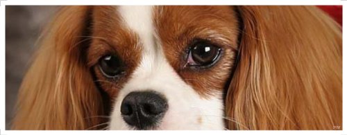 CAVALIER KING CHARLES SPANIEL - DOG AND PUPPY PET BUMPER STICKER - DOG FACE SERIES
