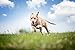 Solid Gold Dry Dog Food for Adult & Senior Dogs - Made with Real Beef, Egg, and Pea - Barking at The Moon High Protein Dog Food for Energy, Digestive and Immune Support - 12 LB Bag