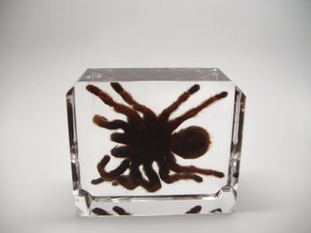 Lucite Treasures Medium Tarantula Specimen