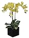 House of Silk Flowers Artificial Triple-stem Phalaenopsis Orchid Arrangement Lime Green
