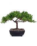 Small Juniper Bonsai - Live Plant - Green Gift - Bonsai Tree - Low Maintenance Plant - Ships Fast via 2-Day Air