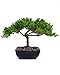 Small Juniper Bonsai - Live Plant - Green Gift - Bonsai Tree - Low Maintenance Plant - Ships Fast via 2-Day Air