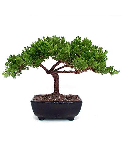 Small Juniper Bonsai - Live Plant - Green Gift - Bonsai Tree - Low Maintenance Plant - Ships Fast via 2-Day Air Small Juniper Bonsai - Live Plant - Green Gift - Bonsai Tree - Low Maintenance Plant - Ships Fast via 2-Day Air