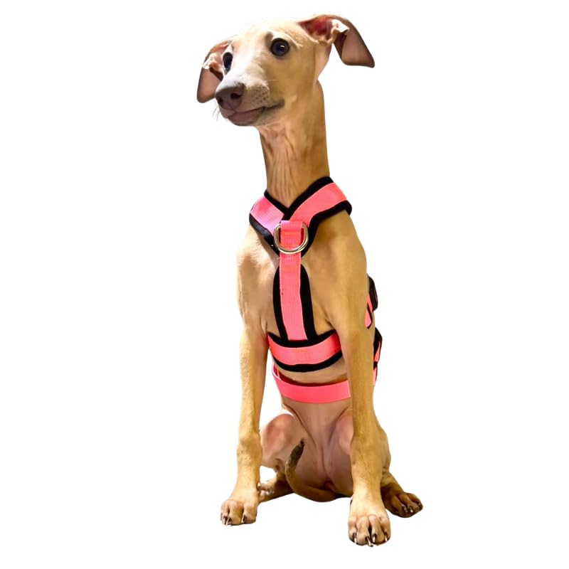 Anti-Pull 3-Point Anti-Escape Harness - Ideal for Lebreles: Italian Greyhound, Whippet, Greyhound, Podenco - Safe, Breathable and Durable Walking, Training and Running - Pink, XS — image 1
