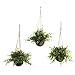 Nearly Natural 6741-S3 Eucalyptus Maiden Hair Berry Hanging Basket, Green, Set of 3