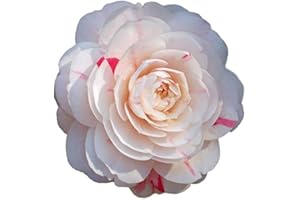 NEW LIFE NURSERY & GARDEN April Dawn Camellia Japonica ( Zone 6 ) - Live Plant - Quart Pot