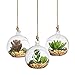 SunGrow 3 Hanging Glass Terrariums by Spherical Air Plant Orb, Handmade, Heat-Resistant Glass, Create Refreshing Atmosphere in Terrace Garden