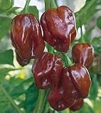 Jamaican Hot Chocolate Habenero Pepper 15 Seeds