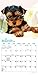 Yorkie Puppies 2019 7 x 7 Inch Monthly Mini Wall Calendar, Animals Small Dog Breeds Terrier Yorkshire Terrier (English, French and Spanish Edition)