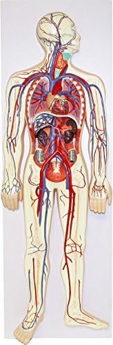 Walter ProductsB10432 Human Circulatory System (2 Parts), 4.5" Height, 11" Wide, 34" Length
