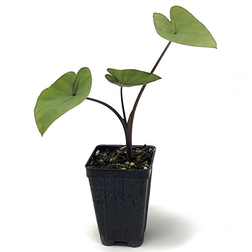 Tea Cup Elephant Ear Live Plant Colocasia esculenta Pricepulse