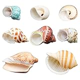 Hermit Crab Shells/Turbo Shells/8Pcs Assorted Turbo