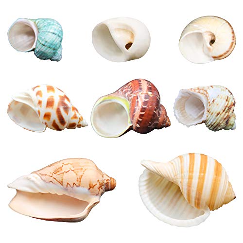 Hermit Crab Shells/Turbo Shells/8Pcs Assorted Turbo