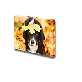Cute Black Border Collie Dog with a Maple Leaf on The Head Beautiful Autumn View - Canvas Art Wall Art - 12" x 18"
