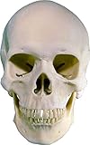 Life-Size Human Skull Replica, Model 3093001, by Nose Desserts