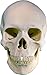 Life-Size Human Skull Replica, Model 3093001, by Nose Desserts