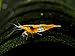Aquatic Arts 1 Live Orange Rili Shrimp (Neocaridina davidi) - Breeding Age Young Adult at 1/2 to 1 Inch Long