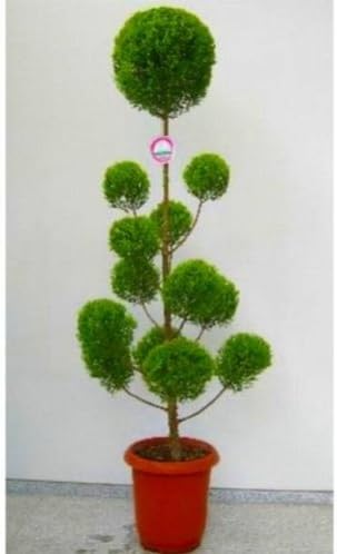 Amazon クプレッサス ゴールドクレスト 玉チラシ コニファー 10号 Vivace 観葉植物 Amazon クプレッサス ゴールドクレスト 玉チラシ コニファー 10号 Vivace 観葉植物