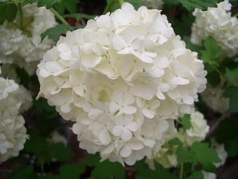 Amazon ビバーナムスノーボール 庭木 落葉樹 低木 植木