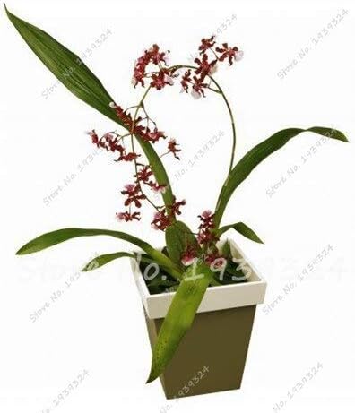 Amazon 6 新しい100ピース蘭 蘭の種 胡蝶蘭 四季のための盆栽水耕の花の種 ホームガーデン用の鉢植えの植物 花