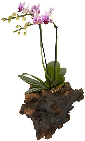 Color Orchids Live Blooming Double Stem Phalaenopsis Orchid Plant in Ceramic Pot, 15"-20" Tall, Pink