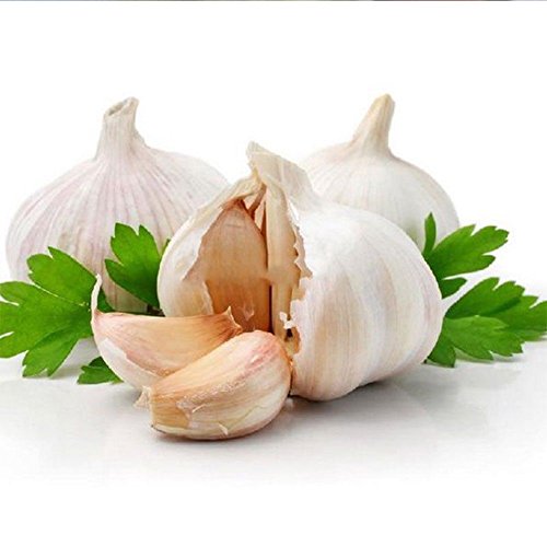 Afco 200 Pcs Herb Garlic Seeds Organically Grown Vegetable Balcony Bonsai Wonderful Gardening Gifts - Thumbnail 4