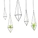 Mkono 3 Pack Hanging Air Plant Holder Himmeli for Tillandsia Display Gemometric Planter with Chains Home Decor for Airplants, Bronze