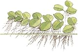 Mühlan Aquatic Plants Salvinia auriculata 10 Floating Bunches view 2
