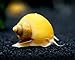 Aquatic Arts 5 Live Gold Mystery Snails Freshwater Aquarium Species/Real Living Glass Fish Tank Clearer | Nano Pets/Natural Decorations