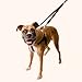 2 Hounds Design Freedom No Pull Dog Harness, Adjustable Harness and Leash Set, Easy Walking & Comfortable Control, Fits Small, Medium & Large Dogs, Solid Colors, Made in USA, 1