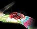 Mindscope Twister Tracks Micro Neon Glow in the Dark 11 feet of Flexible Assembly Track Race Series with rechargeable car