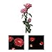 LIEYANG Solar Power 3 LED Pink Rose Flower Light Garden Waterproof Lamp Pink