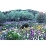 California Wildflower Mix 1,000+ Seeds No Filler by Seeds and Things