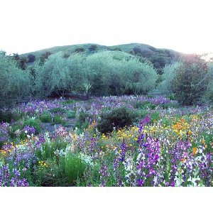 California Wildflower Mix 1,000+ Seeds No Filler by Seeds and Things California Wildflower Mix 1,000+ Seeds No Filler by Seeds and Things