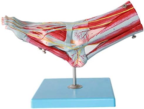 足の筋肉モデル 靭帯 筋肉 学校向けの解剖学的教育支援 神経 動脈を含む足の解剖学モデル 賜物