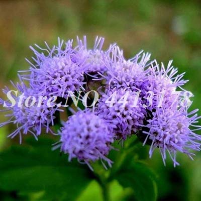 Pinkdose 100 Unidades/Bolsa Exotic Agastache Rugosa Musk Plant ...