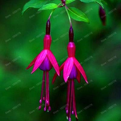 Amazoncom Promotion Beautiful Fuchsia Flower Plant