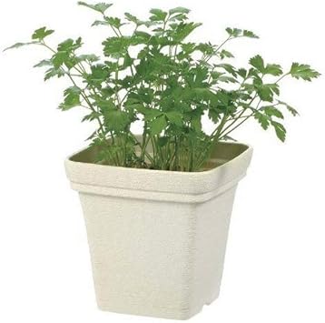 Amazon 植木鉢 プラ鉢 リッチェル Br ハーブプランター 角25型 アイボリー 白 鉢