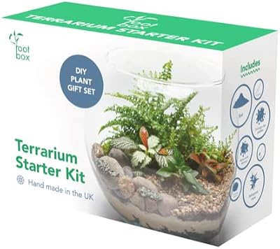 Root box XL Terrarium Plant Kit in scented giftbox Succulents Bonsai