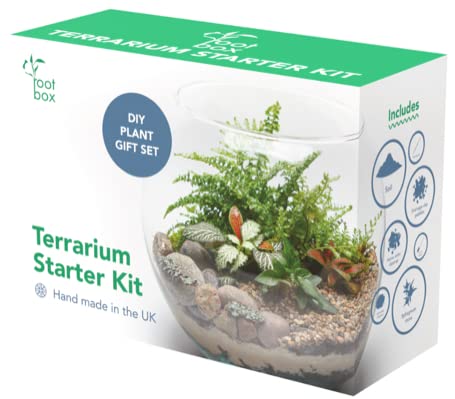 Root box XL Terrarium Plant Kit in scented giftbox | Succulents, Bonsai, Fittonia, Cactus | Unique DIY GIFT for XMAS Anniversaries Birthdays