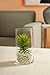 Hosley 9 Inch High Floral Glass Vase. Ideal for Cut Flowers Weddings Aromatherapy DIY Craft Projects Votive Candle Gardens Spa. Lanterns Candle Votive Holder O3